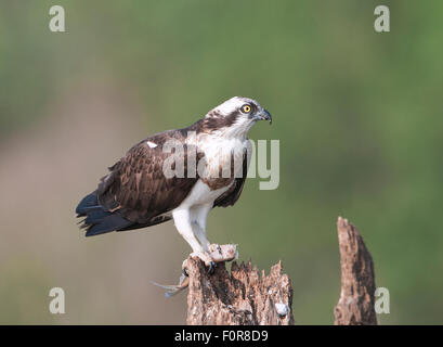 Fischadler (Pandolion Haliaetus) in Nagarhole-Nationalpark, Indien Stockfoto