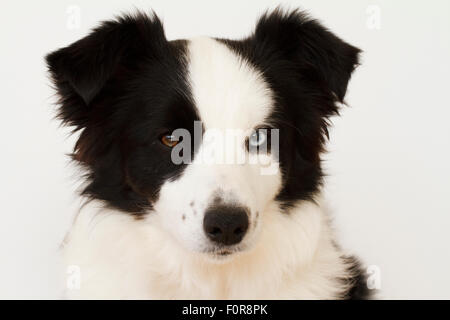 Black And White Border-Collie auf einem einfarbigen Hintergrund.  Sie hat Heterochromia - verschiedene farbige Augen. Stockfoto