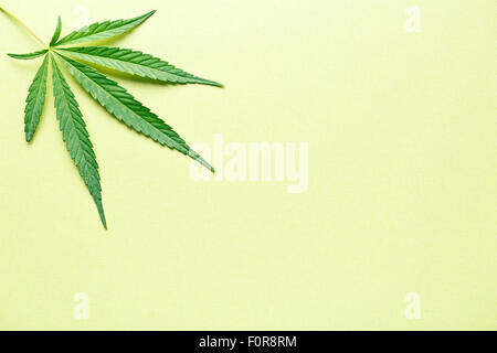 Cannabisblatt auf gelbem Hintergrund Stockfoto
