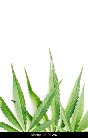 Cannabis lässt auf weißem Hintergrund Stockfoto