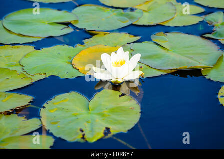 Weiße Seerose Nymphaea Alba im Pool am Taynish National Nature Reserve neben Loch Sween Argyll, Schottland Stockfoto