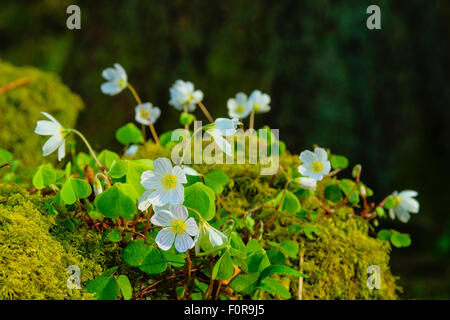 Sauerklee Oxalis Acetosella auf moosige Wand am Rand des Waldes im englischen Lake District Stockfoto