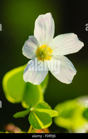 Sauerklee Oxalis Acetosella im englischen Lake District Stockfoto