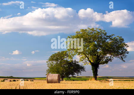 Heuballen, Charente Maritime, Süd-west Frankreich Stockfoto