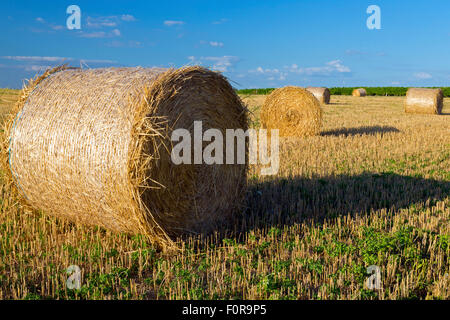 Heuballen, Charente Maritime, Süd-west Frankreich Stockfoto