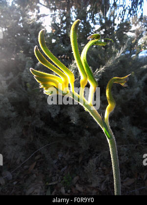 Perth, Australien. 20. August 2015. Grün und gold Känguruh Pfote Blume Neuzüchtung namens Anigozanthos "Anniversary Gold", gezüchtet in 2015 zum Gedenken an den 50. Jahrestag der Eröffnung des Western Australian Botanic Gardens, Kings Park, Perth, Western Australia Credit: Suzanne Long/Alamy Live News Stockfoto