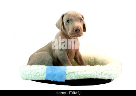 Süße weibliche Weimaraner Welpe isoliert auf weiss Stockfoto