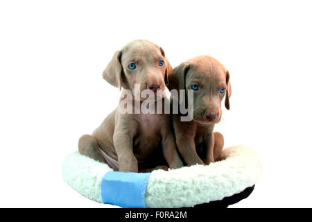 Zwei wunderschöne Weimaraner Welpen isoliert auf weiss Stockfoto