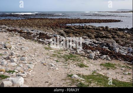 Cape Point Nature Reserve, Provinz Westkap, Südafrika. Stockfoto