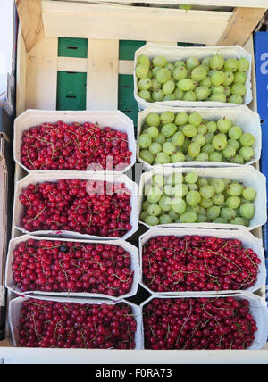frische reife grüne Stachelbeeren und Johannisbeeren zum Verkauf am Marktstand in Berlin Stockfoto