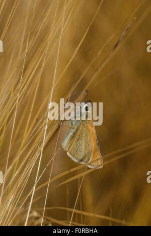 Schmetterling auf Gerste Stockfoto