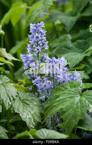 Hyacinthoides Hispanica - spanische Bluebell. Leuchtfeuer Garth, Hessle, Yorkshire, Großbritannien. Frühling, Mai 2015. Stockfoto