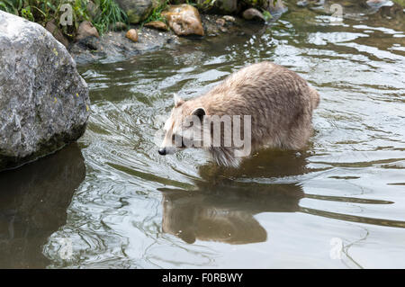 Waschbär zu Fuß in das Wasser in der Nähe der Felsen Stockfoto