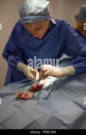 Ein Tierarzt durchführen Bauchchirurgie auf einen Hund. Stockfoto