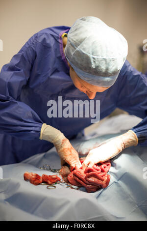 Ein Tierarzt durchführen Bauchchirurgie auf einen Hund. Stockfoto