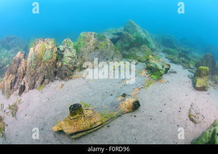 Der Baikalsee, Sibirien, Russland. 15. Oktober 2014. Baum, Baikalsee, Sibirien, Russland, Eurasien © Andrey Nekrassow/ZUMA überflutet Wire/ZUMAPRESS.com/Alamy Live-Nachrichten Stockfoto