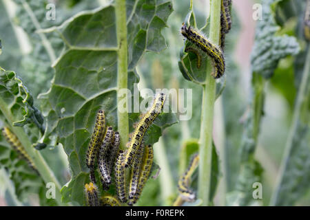 Kohl weiße Raupen ernähren sich von dem Blatt der Cavalo Nero Pflanze Stockfoto