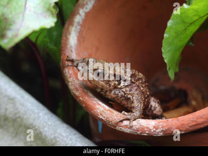 Gemeinsamen Kröte Bufo Bufo sitzt in Flower Pot-Seitenansicht Stockfoto