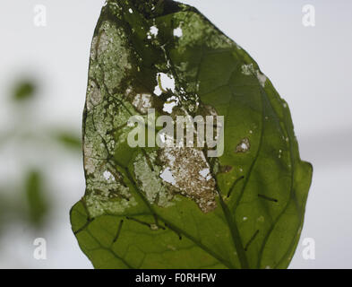 Lacanobia Oleracea Leuchtrahmen braune Augen Falter schlüpften kürzlich Raupen Fütterung OnTomato Blatt Stockfoto