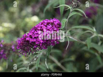 Buddleja Davidii 'Nanho Purple' Nahaufnahme Blume Stockfoto