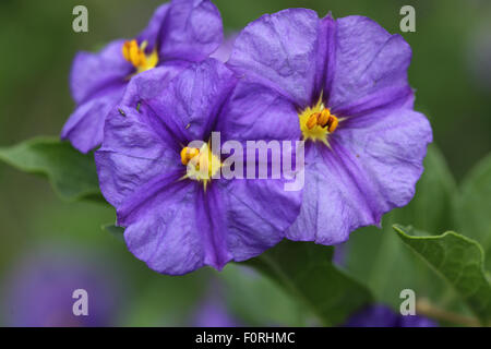 Lycianthes Rantonnetii Nahaufnahme von Blumen Stockfoto