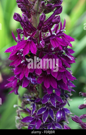 Lobelia X speciosa 'Hadspen Purple' Nahaufnahme Blume Stockfoto