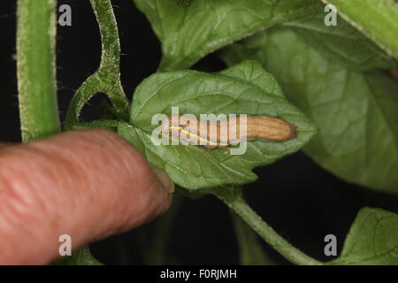 Laconobia Oleracea Leuchtrahmen braune Augen Raupe auf Tomaten-Blatt Stockfoto