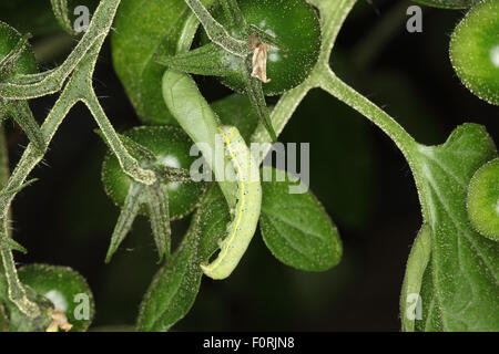 Laconobia Oleracea Leuchtrahmen braune Augen Raupe Fütterung auf Tomaten-Blatt in der Nacht Stockfoto