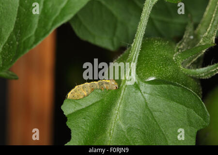 Laconobia Oleracea Leuchtrahmen braune Augen Raupe Fütterung auf Tomaten-Blatt in der Nacht Stockfoto