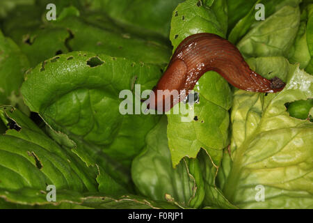 Arion Ater schwarz slug Fütterung auf Salat Stockfoto