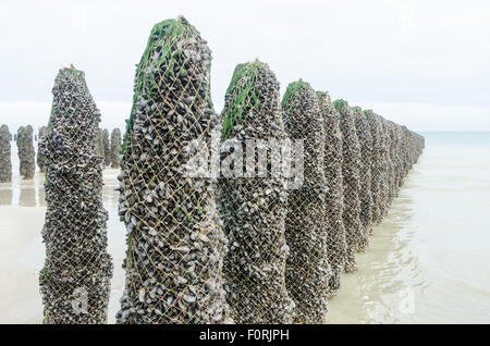 Bouchot Muscheln wachsen auf Polen entlang der Küste in der Normandie, Frankreich Stockfoto