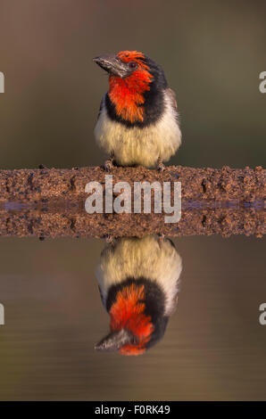 Schwarz collared Barbet (Lybius Manlius), Zimanga private Game reserve, KwaZulu-Natal, Südafrika Stockfoto