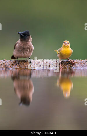 Dunkel-capped (Schwarzäugige) Bulbul (Pycnonotus Tricolor) und gelb-Weber (Ploceus Subaureus), Zimanga Reserve, Südafrika Stockfoto