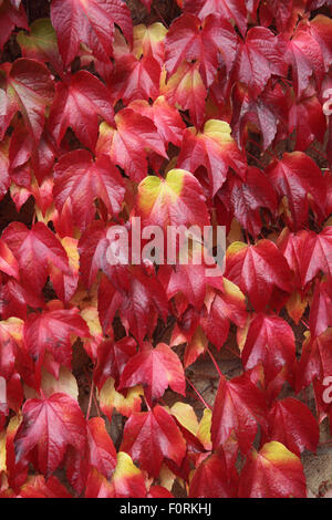 Parthenocissus Tricuspidata wildem Nahaufnahme der Blätter im Herbst Stockfoto