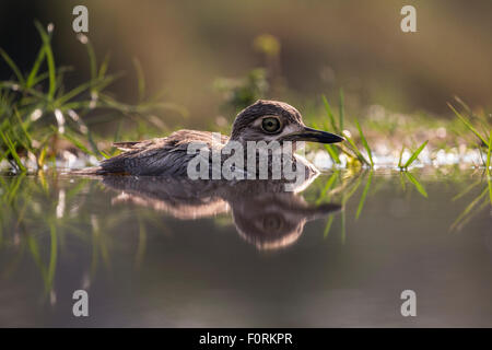 Wasser Thick-knee (Burhinus Vermiculatis), Zimanga private Game reserve, KwaZulu-Natal, Südafrika Stockfoto