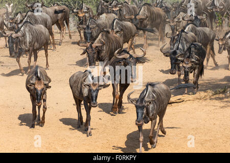Gemeinsame (blau) GNU (Gnu) (Connochaetes Taurinus), Mkhuze Wildgehege, KwaZulu-Natal, Südafrika Stockfoto