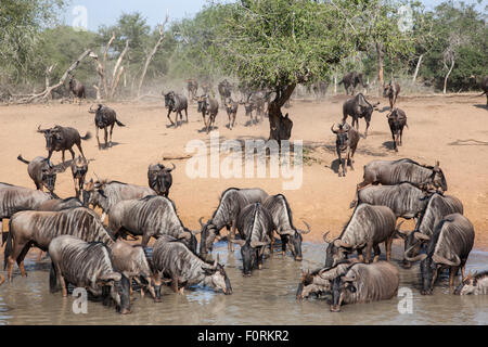 Gemeinsame (blau) GNU (Gnu) (Connochaetes Taurinus), Mkhuze Wildgehege, KwaZulu-Natal, Südafrika Stockfoto