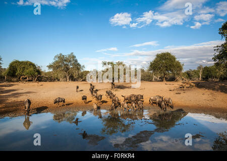 Gemeinsame (blau) GNU (Gnu) (Connochaetes Taurinus) im Wasser, Mkhuze Wildgehege, KwaZulu-Natal, Südafrika Stockfoto