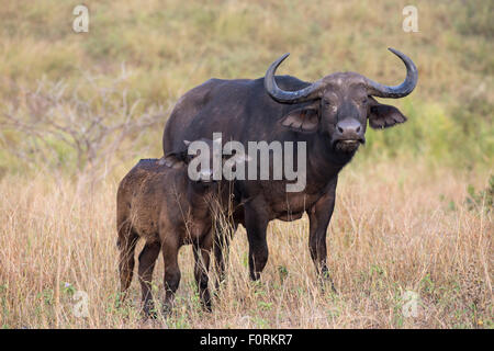 Kaffernbüffel (Syncerus Caffer) Kuh mit Kalb, Krüger Nationalpark, Südafrika Stockfoto