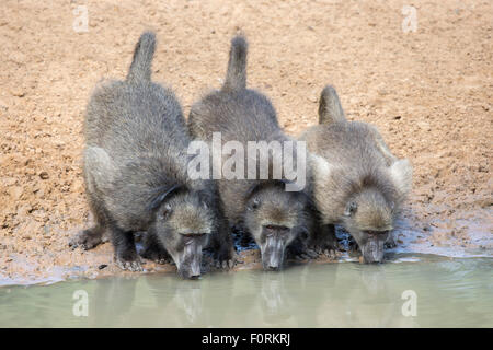 Chacma Paviane (Papio Cynocephalus) am Wasserloch, Mkhuze Wildgehege, KwaZulu-Natal, Südafrika Stockfoto