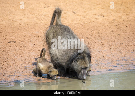 Chacma Paviane (Papio Cynocephalus) am Wasserloch, Mkhuze Wildgehege, KwaZulu-Natal, Südafrika Stockfoto