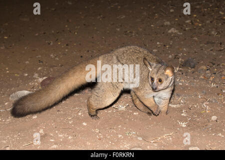 Thicktailed größere Bushbaby (größere Galago), ((Galago) Otolemur Crassicaudatus), Mkhuze, KwaZulu-Natal, Südafrika Stockfoto