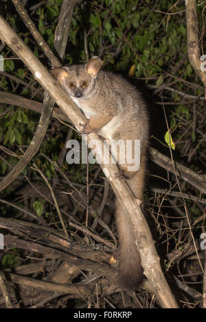 Thicktailed größere Bushbaby (größere Galago), ((Galago) Otolemur Crassicaudatus), Mkhuze, KwaZulu-Natal, Südafrika Stockfoto