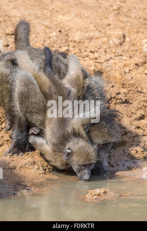 Chacma Paviane (Papio Cynocephalus) am Wasserloch, Mkhuze Wildgehege, KwaZulu-Natal, Südafrika Stockfoto