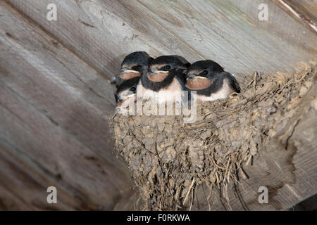 Europäischen Rauchschwalbe (Hirundo Rustica) Jungvögel im Nest, Northumberland, UK, Stockfoto