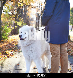 Arktische Spitz Samojeden Hund draußen spazieren gehen Stockfoto