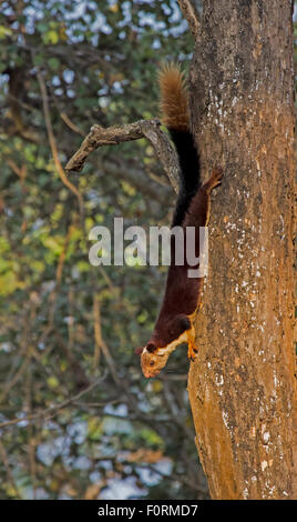 Die indischen Riesen Eichhörnchen oder Malabar riesiges Eichhörnchen, (Ratufa Indica) Stockfoto