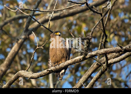 Die crested Schlange-Adler (Spilornis Cheela) Stockfoto