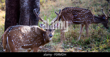 Die chital oder Cheetal (Axis Axis), auch bekannt als chital Rotwild, Hirsch oder Achse Hirsch gesichtet Stockfoto