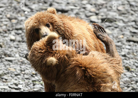 Kodiak Bären kämpfen sie an einem Strand an der Spitze der Uyak Bay, Kodiak Island, Alaska Stockfoto